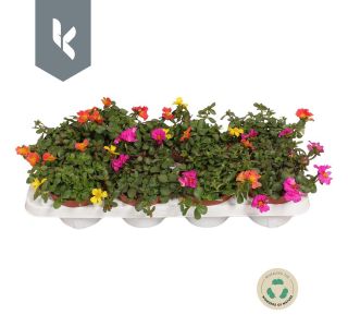 PORTULACA NANO (NAVADNI TOL&Scaron;ČAK) L10.5CM