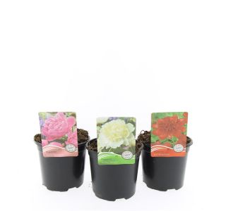 TRAJNICA VRTNA POTONIKA L14 CM