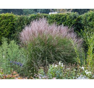 TRAVE MORNING LIGHT L17 CM