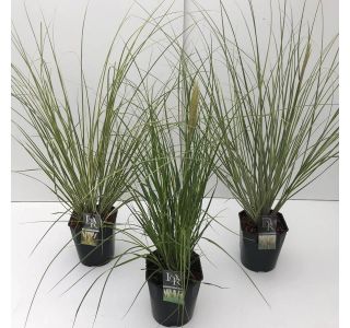 TRAVE PAMPAŠKA L23 CM TRAVE PAMPAŠKA L23 CM