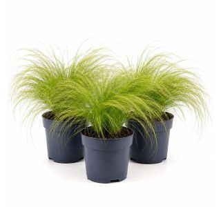 TRAVE STIPA TEN. PONYTAILS L17 CM TRAVE STIPA TEN. PONYTAILS L17 CM
