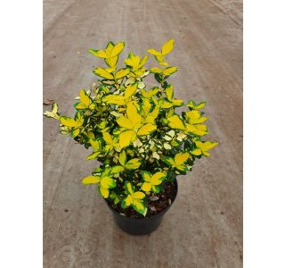 TRDOLESKA BLONDY L17 CM TRDOLESKA BLONDY L17 CM