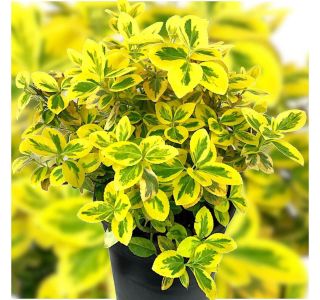 TRDOLESKA EMERALD N GOLD L13 CM