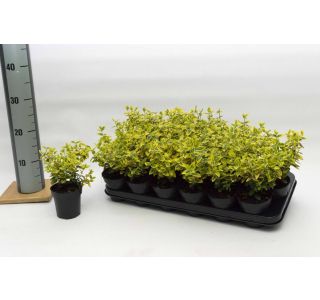 TRDOLESKA EMERALD N GOLD L9 CM