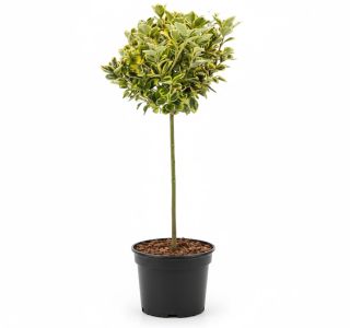 TRDOLESKA EMERALD 'N GOLD NA DEBLU 50 CM L3 L