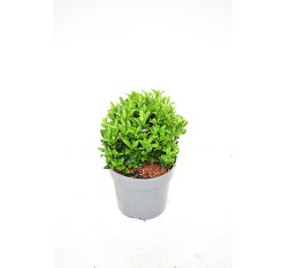 TRDOLESKA GREEN SPIRE KROGLA 20 CM L17 CM