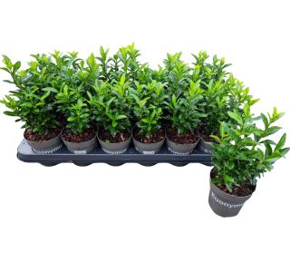 TRDOLESKA GREEN SPIRE L9 CM