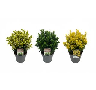 TRDOLESKA JAPONSKA MIX L23 CM