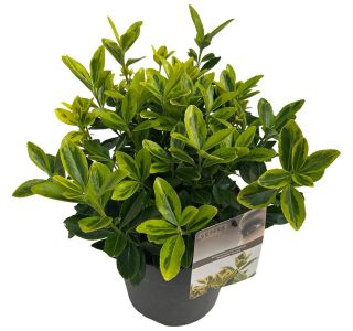 TRDOLESKA MARIEKE L23 CM