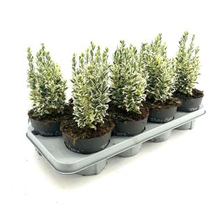 TRDOLESKA WHITE SPIRE L17 CM