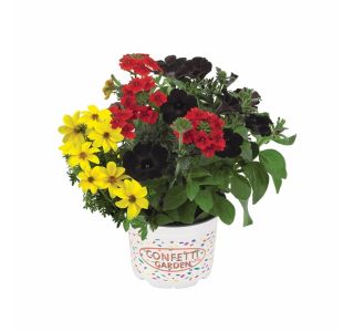 MIX POMLADNIH RASTLIN L12 CM