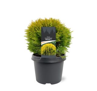 TUJA OCCIDENTALIS MIRJAM L3 L