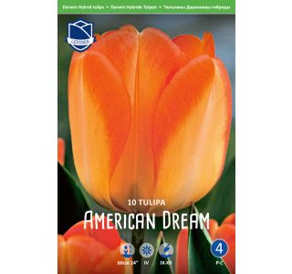 AMERICAN DREAM 10 KOS AMERICAN DREAM 10 KOS