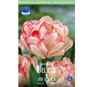 BELICIA (10 KOS) BELICIA (10 KOS)