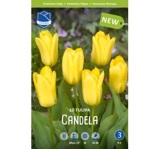 CANDELA 10 KOS CANDELA 10 KOS