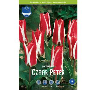 CZAAR PETER 10 KOS CZAAR PETER 10 KOS