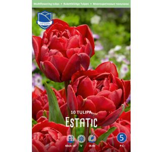 ESTATIC (10 KOS) ESTATIC (10 KOS)