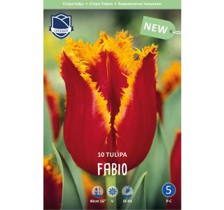 FABIO 10 KOS FABIO 10 KOS