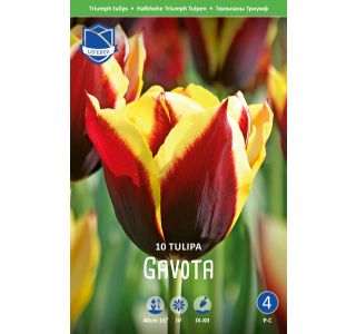 GAVOTA 10 KOS GAVOTA 10 KOS