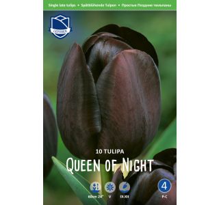 QUEEN OF NIGHT (10 KOS) QUEEN OF NIGHT (10 KOS)
