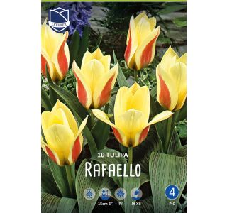 RAFAELLO 10 KOS RAFAELLO 10 KOS