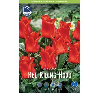 RED RIDING HOOD 25 KOS RED RIDING HOOD 25 KOS