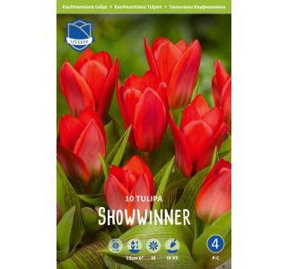 SHOWWINNER (10 KOS) SHOWWINNER (10 KOS)