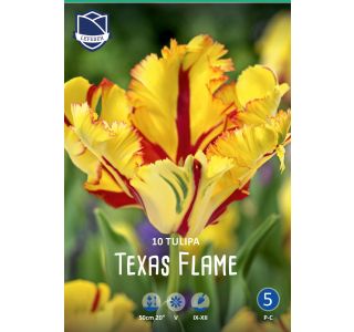 TEXAS FLAME 10 KOS TEXAS FLAME 10 KOS