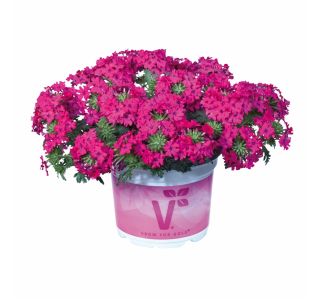 VERBENA VOLMARY PERUVIANA VECTURA L12