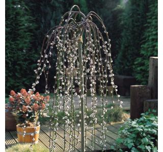 VRBA KILMARNOCK NA DEBLU 100 L23 CM