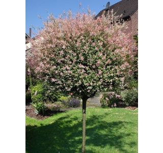 VRBA SALIX HAKURO-NISHIKI NA DEBLU 120 CM L7.5 L