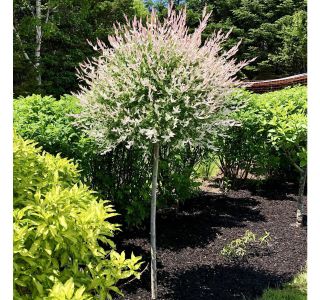 VRBA SALIX HAKURO NISHIKI NA DEBLU L19 CM VRBA SALIX HAKURO NISHIKI NA DEBLU L19 CM