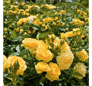 VRTNICA ABSOLUTELY FABULOUS (DIŠEČA, ODPOPRNA) L3L