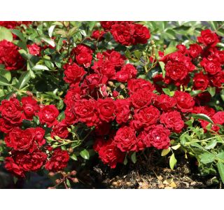 VRTNICA FAIRY KING (ODPORNA, POKROVNA) L2 L