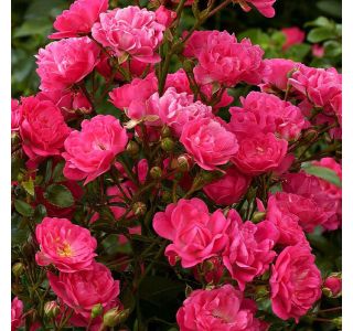 VRTNICA LOVELY FAIRY (POKROVNA, ODPORNA) L2L