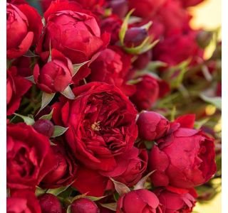 VRTNICA MANORA RDEČA ODPORNA L3 L