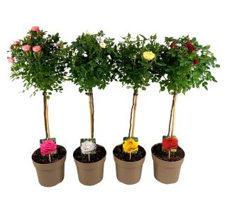 VRTNICA NA DEBLU L19 CM