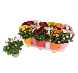 VRTNICA SOBNA KORDANA L10.5 CM