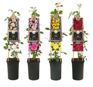 VRTNICA VZPENJAVA PREMIUM L2 L