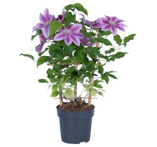 VZPENJALKA SROBOT BOULEVARD PINK L15 CM