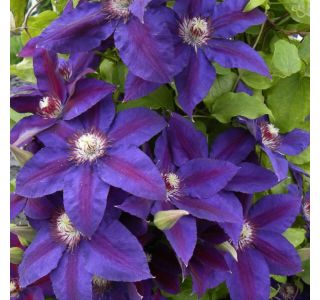 VZPENJALKA SROBOT MODER L2 L