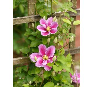 VZPENJALKA SROBOT PIILU L2 L