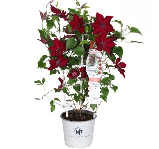 VZPENJALKA SROBOT RDEČI-NUBIA L15CM VZPENJALKA SROBOT RDEČI-NUBIA L15CM