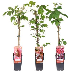 VZPENJALKA VINIKA L2 L