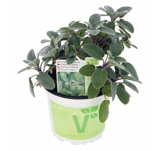 SREBRNI CULINARIA L12