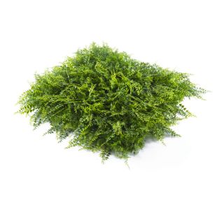 ZELENA STENA INTER CERAMIC MADEIRA 50X50 CM POLIETILEN ZELENA