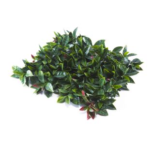 ZELENA STENA INTER CERAMIC PORTO 50X50 CM POLIETILEN ZELENA/RDEČA