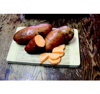 ZELENJAVNA SADIKA SLADEK KROMPIR L12