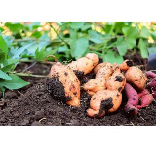 ZELENJAVNA SADIKA SLADKI KROMPIR L10 CM