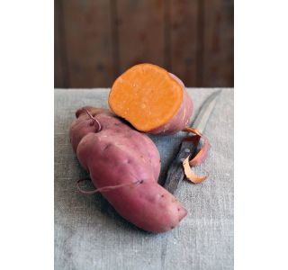 ZELENJAVNA SADIKA VOLMARY SLADKI KROMPIR L12 ERATO ORANGE ZELENJAVNA SADIKA VOLMARY SLADKI KROMPIR L12 ERATO ORANGE